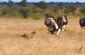 A derradeira perseguição rápida da África do Sul desenrola-se entre chita e avestruz