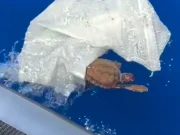 Filhote de tartaruga escapa por pouco de armadilha de plástico no mar