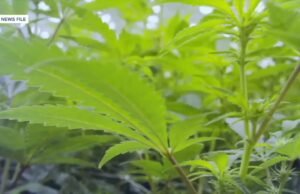 O presidente Trump reclassifica a cannabis da droga da Tabela 1 para a Tabela 3