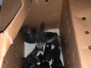 Salvando o petrel: Voluntários continuam em patrulha para salvar aves marinhas encalhadas