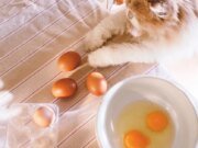 As pessoas agora estão dando ovos frágeis aos gatos para ver se eles os impedem de quebrar