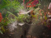 Crítica de ‘Dandelion’s Odyssey’: uma jornada épica animada e sem diálogo flutua com uma inventividade maravilhosa