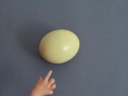 Os pais continuam entregando ovos crus às crianças para provar um ponto adorável