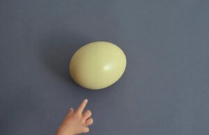 Os pais continuam entregando ovos crus às crianças para provar um ponto adorável