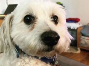 Animais resgatados são o animal de estimação do ano da TIME em 2020