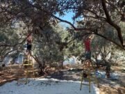 Israel quer destruir o modo de vida da minha família. Nunca cederemos.