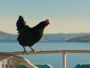 Cluck-Cluck: título TIFF de György Pálfi, ‘Hen’, obtém acordo de distribuição doméstica