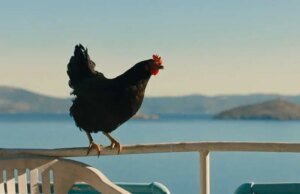 Cluck-Cluck: título TIFF de György Pálfi, ‘Hen’, obtém acordo de distribuição doméstica