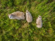Garota consegue roubar a cena inteira na competição de ovelhas
