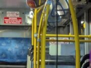Assista: Coala selvagem anda de ônibus em Brisbane, Austrália