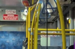 Assista: Coala selvagem anda de ônibus em Brisbane, Austrália