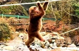 Macaco inteligente atravessa rio com travessuras em mente