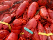 Ostras, caranguejo e US$ 400 mil em carne de lagosta roubada na Nova Inglaterra