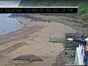 Autoridades investigam após suspeitos serem vistos jogando pedras em elefantes marinhos protegidos na Califórnia