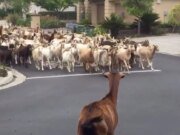 Enorme rebanho de cabras corre loucamente pela liberdade para mostrar à cidade quem está no comando
