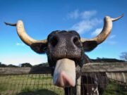 Dow Jones Futures: Mercado mantém suporte; Tesla atinge picos, Palantir Eyes Buy Point