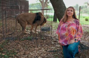 Atenção, fãs de Tiger King: juiz dá a Carole Baskin o controle do antigo zoológico de Joe Exotic