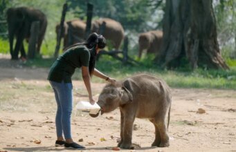 O maior santuário de elefantes bebês do mundo perfilado em rara coprodução entre Reino Unido e Canadá