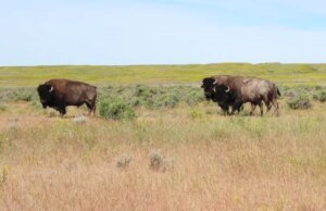 Uma batalha por bisões em Montana abre um precedente perigoso