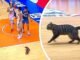 Gato de rua rouba a cena durante jogo de basquete profissional