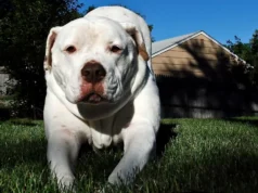 Menino de 1 ano é violentamente atacado por um cachorro da família enquanto trocava a fralda