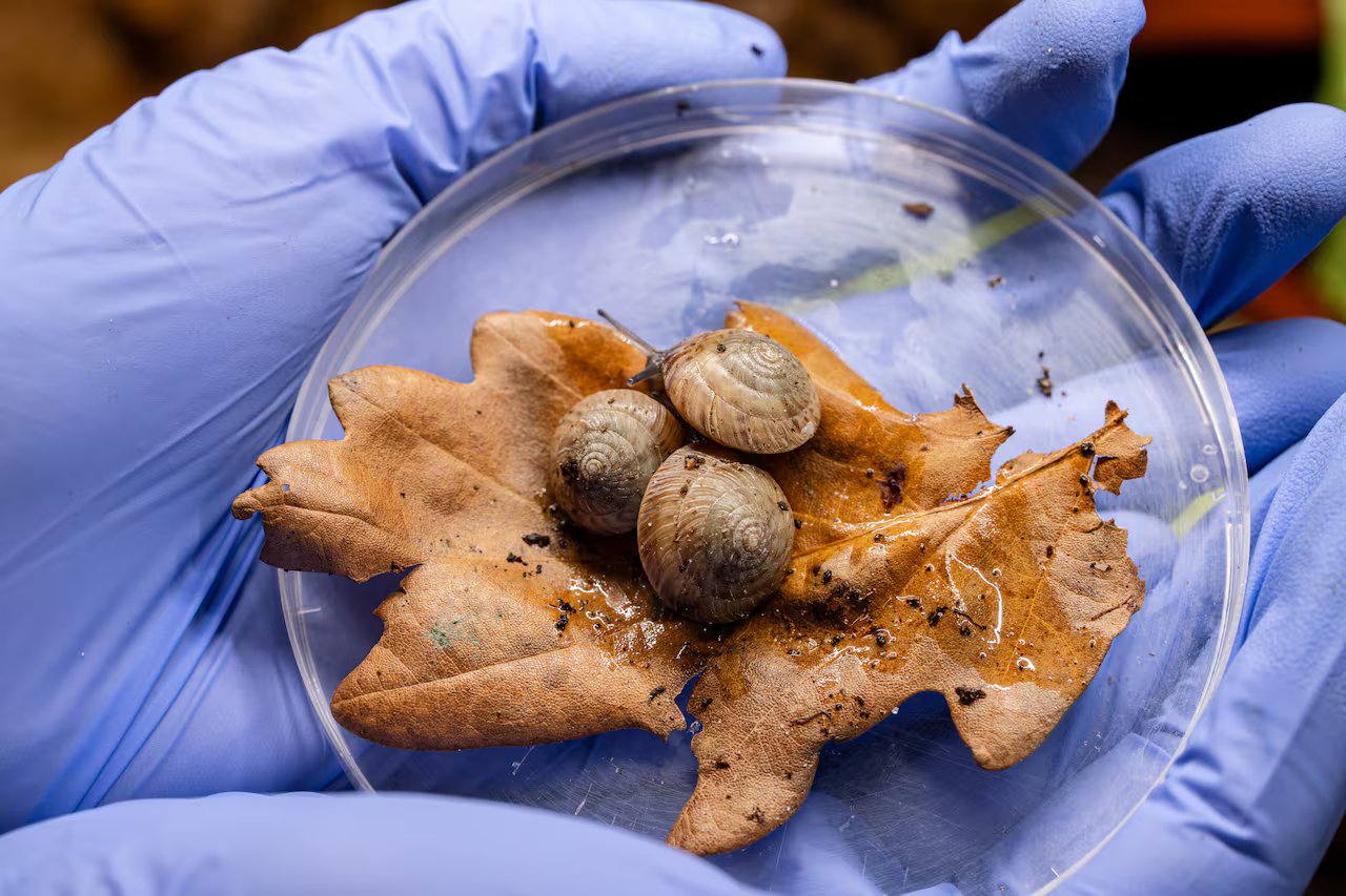 Esses pequenos caracóis já foram considerados extintos. Agora, dizem os cientistas, “eles estão se saindo de maneira absolutamente brilhante”