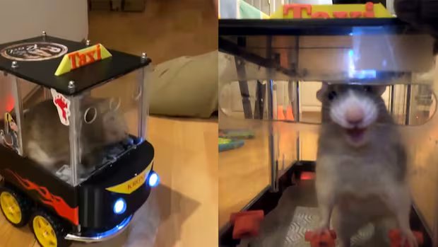 Os ratos #TheMoment aprenderam a dirigir 🐀