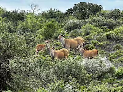 Animaux africains: sauriez-vous les reconnaître?