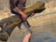Homem encontra fêmur de mamute gigante de 92 libras em afluente do Missouri
