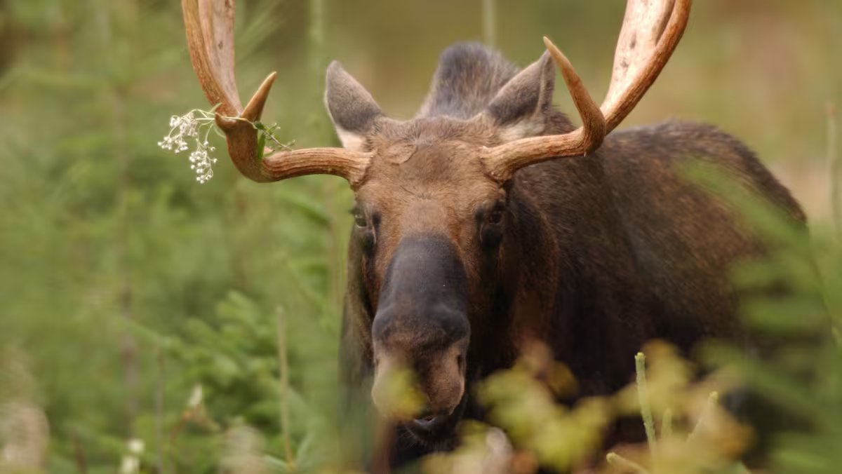 Recolte record de cerfs de Virginie e uma excelente temporada para o original