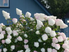 Motlys da Noruega embarca em ‘Um telefone toca no meio da noite’, da Ruben Östlund Label Plattform Produktion (EXCLUSIVO)