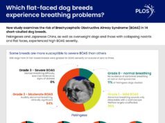 Não são apenas Pugs – novo estudo identifica raças de cães com alto risco de problemas respiratórios