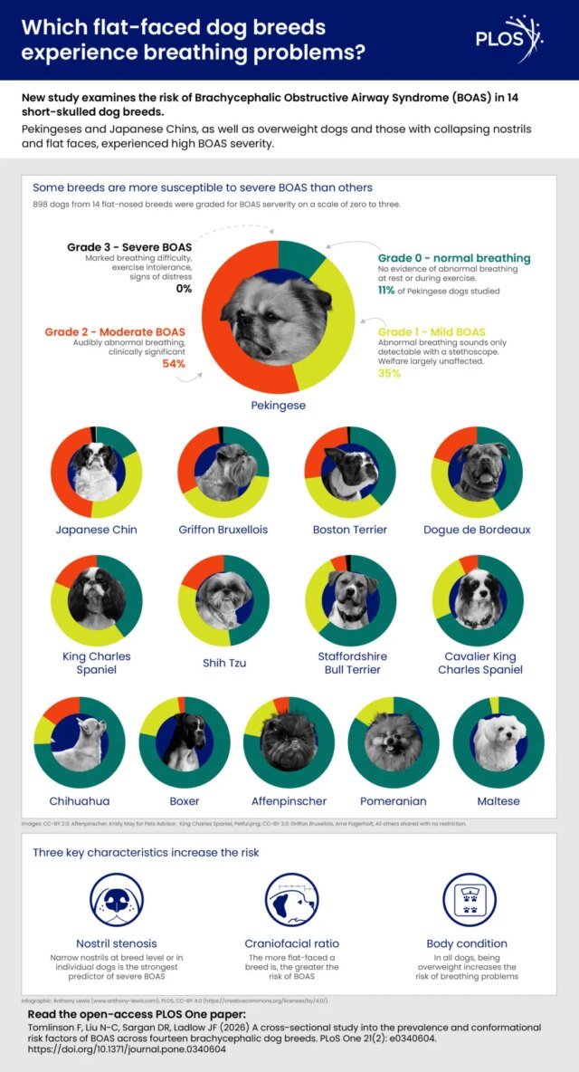 BOAS-dog-breed-infog_v3.jpg