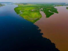 O maior sumidouro de carbono terrestre da Terra gerou um vazamento perturbador