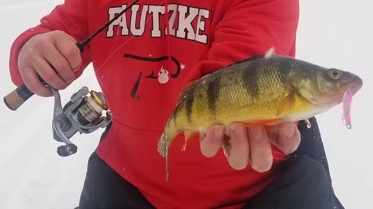 25 trucs para capturer encore plus de perchaudes sous la glace