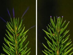 Cientistas acabaram de pegar árvores emitindo brilhos ultravioletas durante tempestades