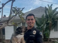 Usuários de mídia social desmaiam quando a foto de um policial da Califórnia de plantão com filhotes se torna viral: ‘Eu me identifico como um cachorro’