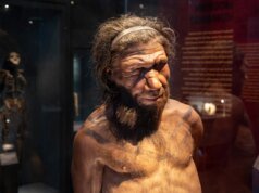 Homens neandertais e mulheres humanas tinham maior probabilidade de se relacionar, conclui estudo