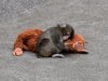 Ikea Plushie do Punch the Baby Monkey está sendo vendido por centenas no eBay