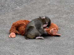 Ikea Plushie do Punch the Baby Monkey está sendo vendido por centenas no eBay