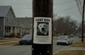 O próximo trabalho da sua campainha pode não ser encontrar animais de estimação perdidos