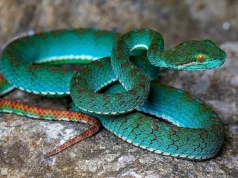 Criaturas raras descobertas em cavernas remotas no Camboja