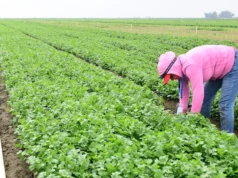 USDA de Trump cancela programa de US$ 300 milhões que ajudou agricultores a comprar ou manter suas terras: relatório