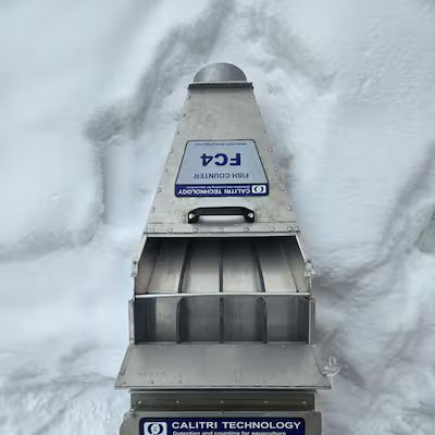 Les bons dieux de la truité