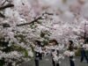 Japão: a temporada de sakura em Tóquio começa com piqueniques no Parque Ueno
