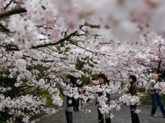 Japão: a temporada de sakura em Tóquio começa com piqueniques no Parque Ueno