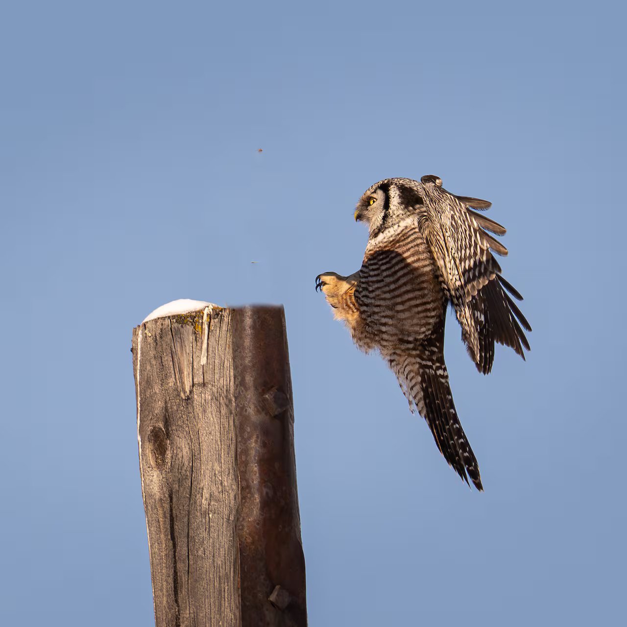 Esqueça as piña coladas nas praias quentes. Esses pássaros da neve preferem binóculos e corujas nas pradarias congeladas do Canadá
