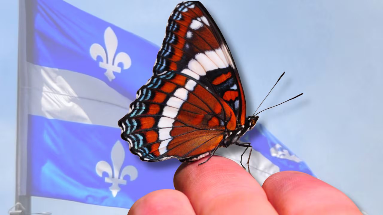 Por que esta borboleta poderá em breve se tornar o primeiro emblema de inseto de Quebec