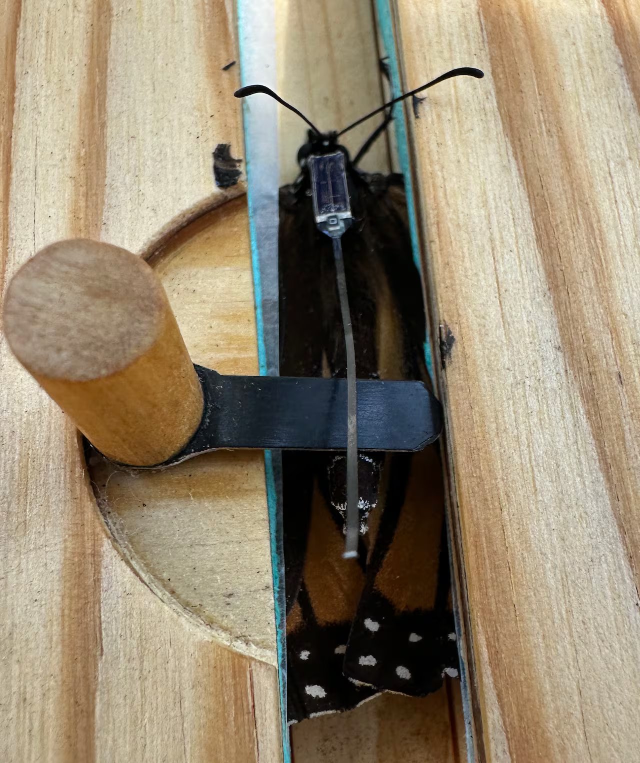 Como o seu smartphone pode ajudar a desvendar o mistério da migração da borboleta monarca do México