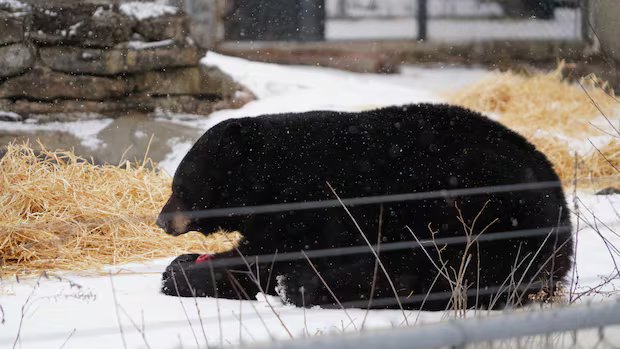 Este urso saiu da hibernação elegantemente tarde